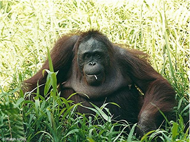 orang outan